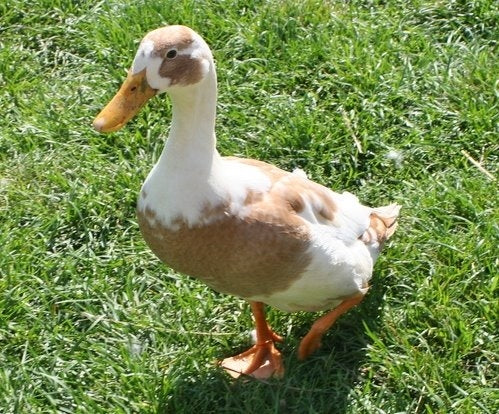 Fawn & White Runner- Female