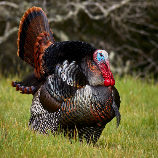 NATURE'S SEASONS GAMEBIRD SHORT PELLETS -50LB