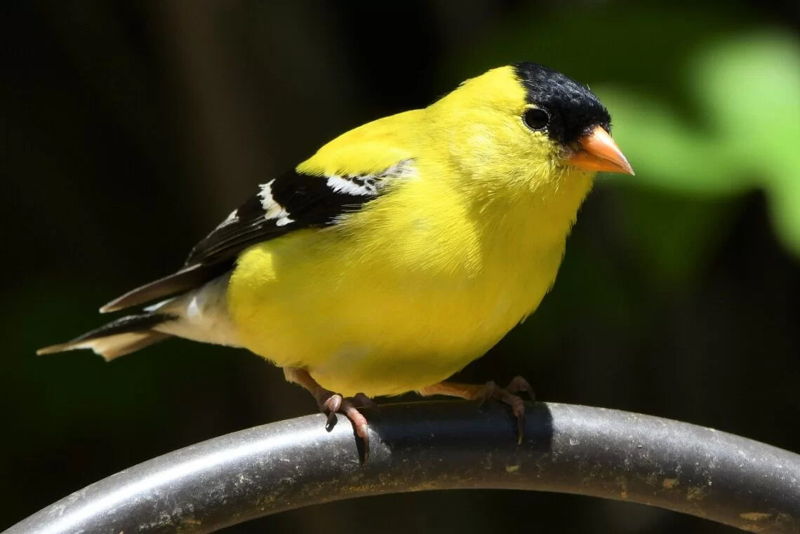 Finch Special -20# Paper