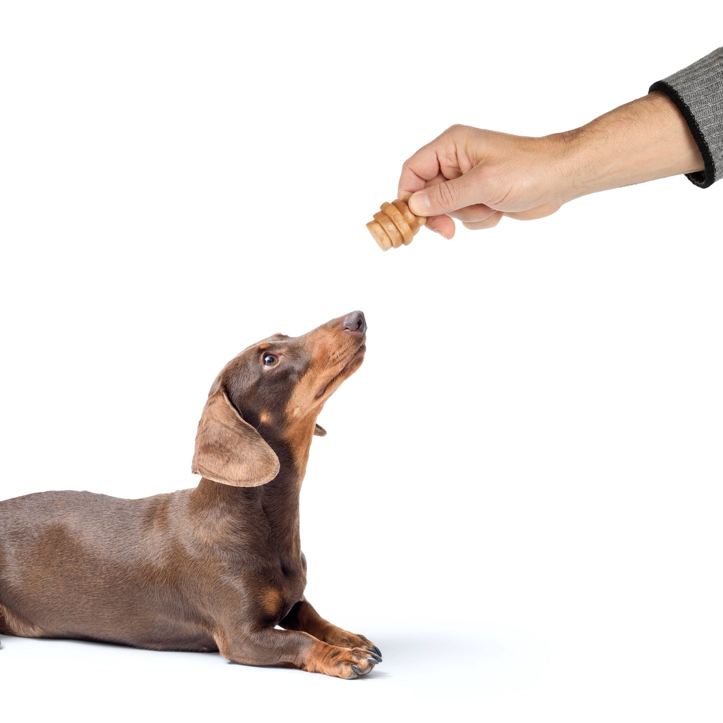 Hive Chews - Dog Treats for Small/Medium size Dogs