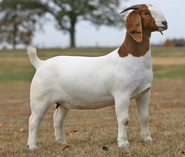 Goat Feed - House 50lb