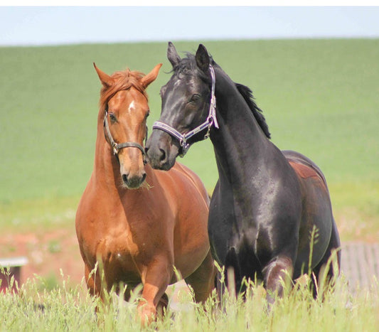 Happy Horse