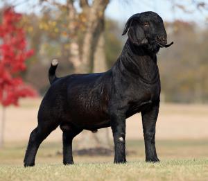 Big Gain 5090 Goat Mineral