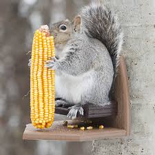 Cobbed Corn (Corn Ear) [20 lb.]