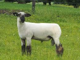 Big Gain 5060 Pipestone T.M. Sheep Mineral