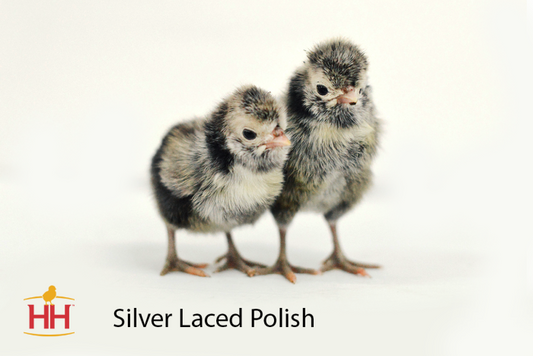 Silver Polish- Female