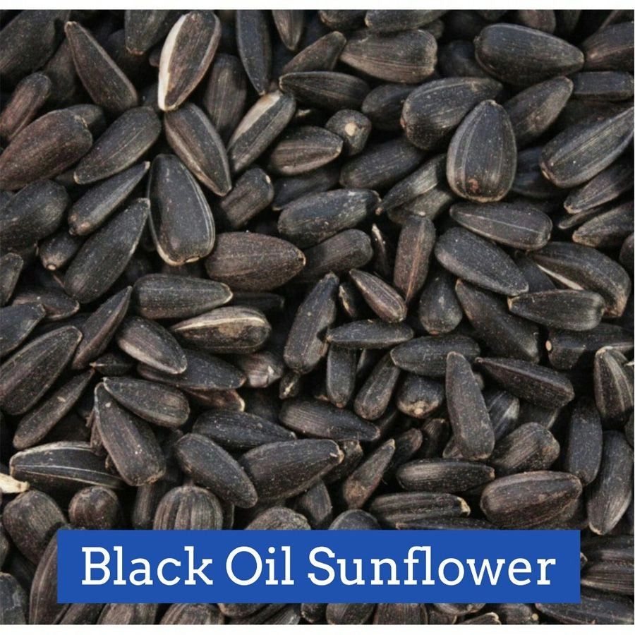 Black Oil Sunflower Seed 50lb - Snow Country