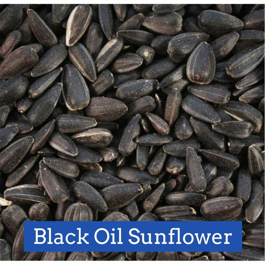 Black Oil Sunflower Seed 50lb - Snow Country